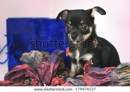 puppy chihuahua with present bag and necklace