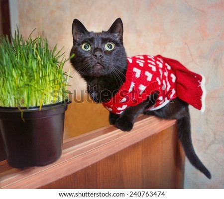 black cat in cute knitted red dress with grass pot
