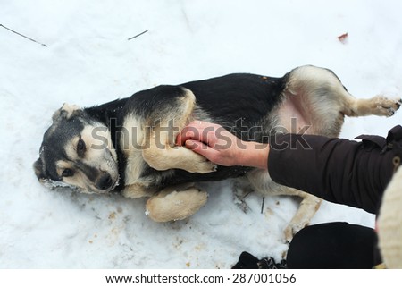 human hand and shepherd puppy lay on its back on the snow