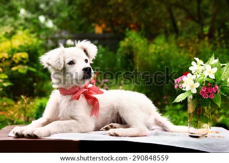 fluffy white puppy with  vase of jasmin and carnation flowers on the summer garden background