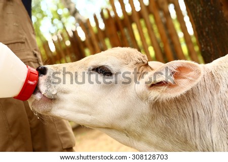 white calf drink milk from nipple bottle