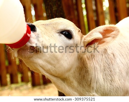 white calf drink milk  from  nipple bottle