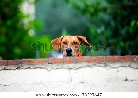 friendly dog behind the brick wall