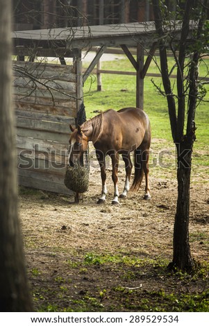horse in the yard