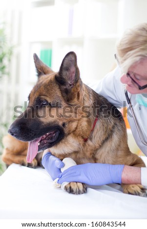 Shepherd Dog getting bandage after injury on his leg