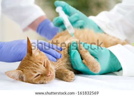 little cat on the table, veterrinary giving vaccine