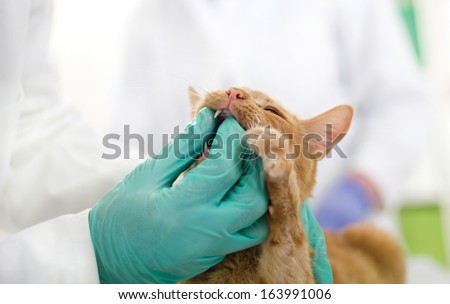 Similar – Image, Stock Photo Veterinarian checking teeth of dog