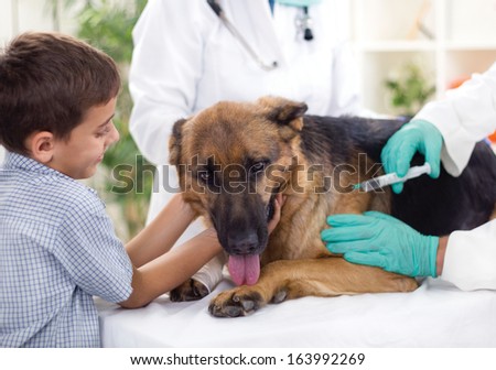 veterinary giving the vaccine to the German Shepherd  dog ,young boy caressing him