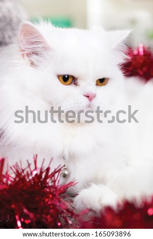 domestic adult white Persian cat