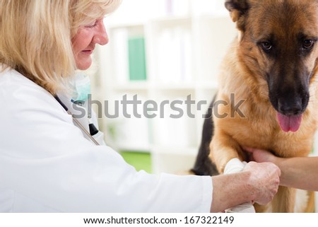 Shepherd Dog getting bandage after injury on his leg