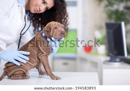 female wet   puppy Shar Pei dog