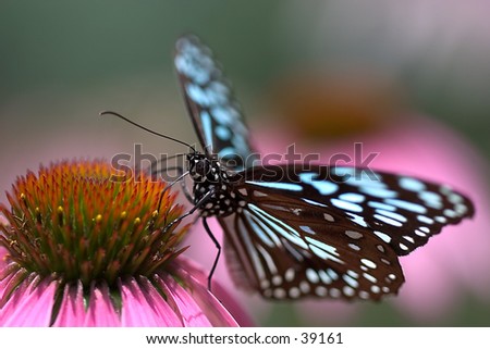 A Blue Butterfly In Mt Cootha Gardens, Brisbane, Queensland, Australia ...