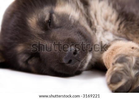 sleeping puppy dog-focus on his noise, isolated on white