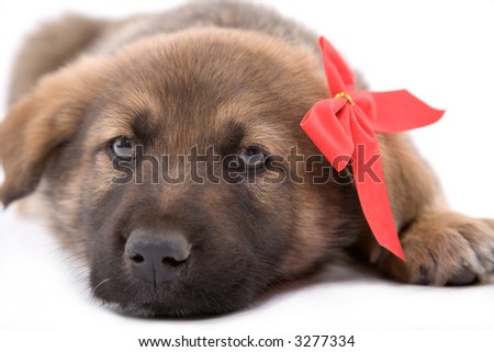 puppy dog lying down and wearing a bow