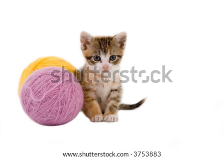 kitten and some ball of yarns