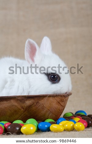 white bunny and chocolate eggs