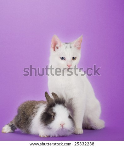 bunny and kitten, isolated on purple background