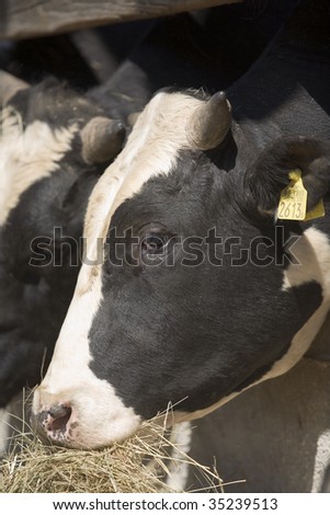 cow portrait in the farm