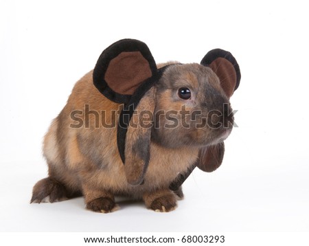 brown lop eared dwarf rabbit wearing mouse ears headband, isolated