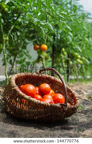 Harvested tomatoes in basket on the ground at the farm