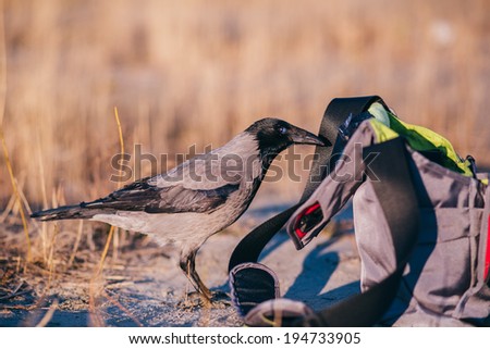 Hooded crow (Corvus corone cornix) stealing food from the bag