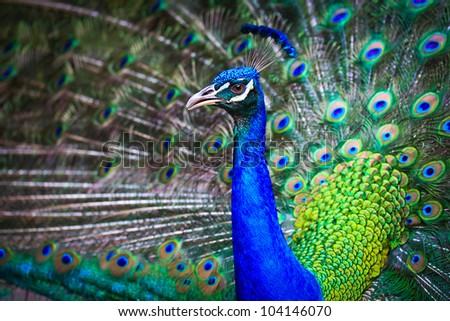 Close-up portrait of beautiful peacock with feathers out