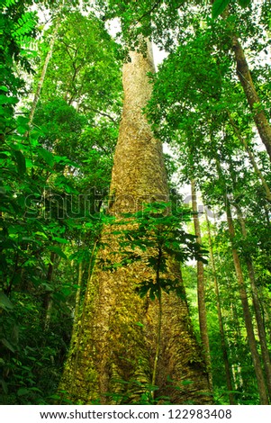 Big tree in the forest Thailand