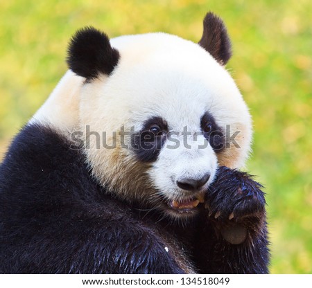 Panda bear