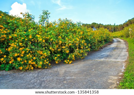 Mexican Sunflower Weed and Road