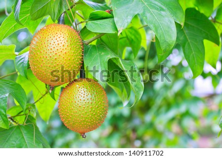 A Southeast Asian fruit, commonly know as Gac, Baby Jackruit, Spiny Bitter Gourd, Sweet Grourd or Cochinchin Gourd. Very delicious and medicinal properties