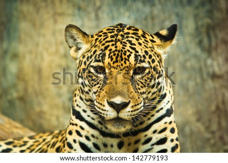 Jaguar and lived in Central America and South America