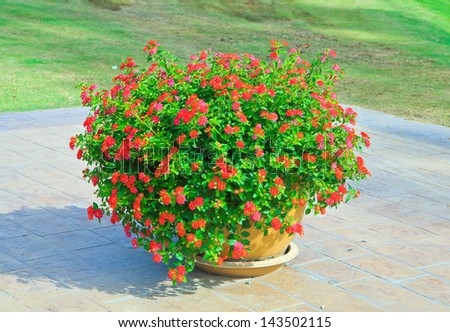 Red Flowers in pots