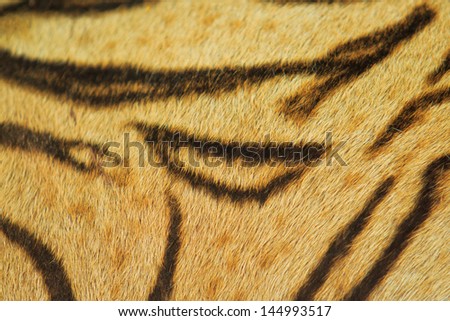 beautiful tiger fur texture of real tiger skin and fur