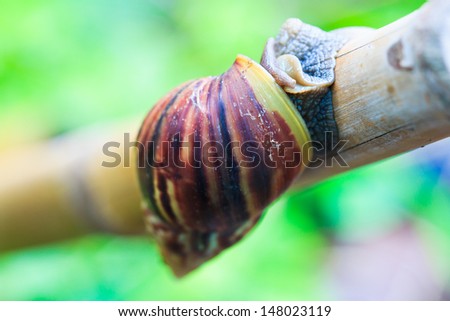 Snail In the wild asia thailand
