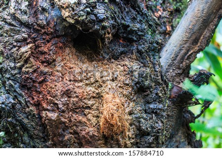Flying squirrel nest from tree trunk hole at Doi Inthanon National park in Chiang Mai, Province Asia Thailand