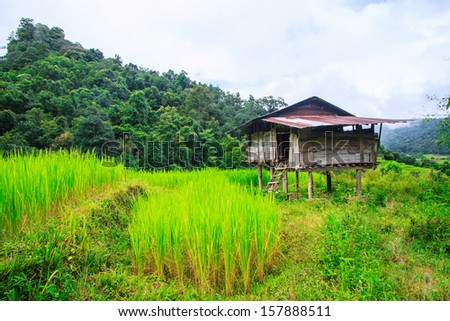 Paddy on the mountains green terraced rice field  at Doi Inthanon National park in Chiang Mai, Province Asia Thailand