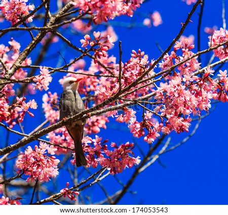 Bird on Cherry Blossom and sakura (White-headed Bulbul)