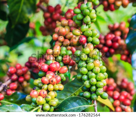 Coffee beans arabica on tree in North of thailand