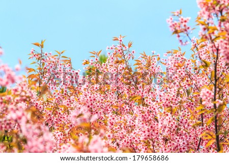 Cherry blossom, sakura flowers background