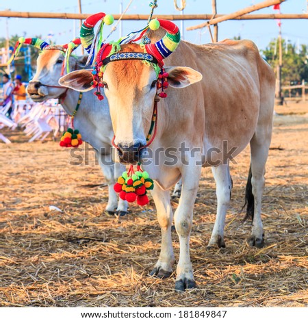 Annual fair beautiful cow contest Phetchaburi Asia Thailand