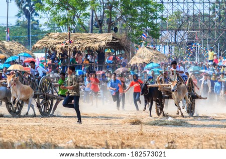 PHETCHABURI - FEBRUARY 22 : 143rd Cow Racing Festival on February 22, 2014. Phetchaburi, Thailand. Cow Racing is the traditional festival in Phetchaburi.