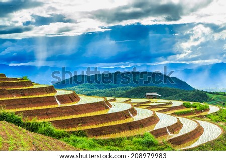 Paddy - rice fields at pa pong peang  chiang mai asia Thailand