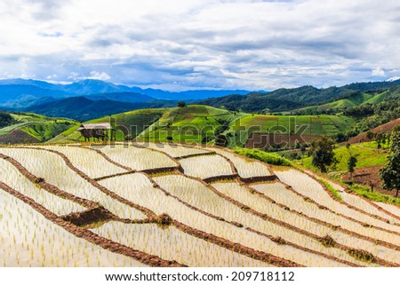 Landscape Paddy - rice fields at pa pong peang  chiang mai asia Thailand