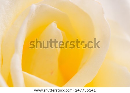 Natural yellow  roses background