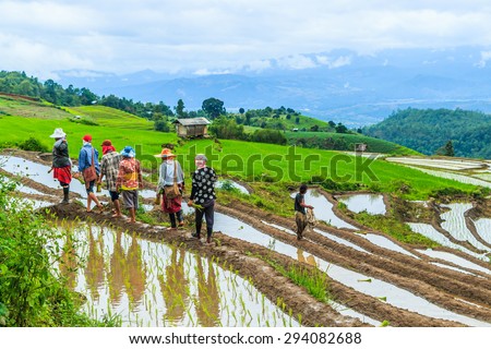 CHIANG MAI, THAILAND - JULY 21, 2014: Farmers planting rice by transplanting rice seedlings on July 21 in Pa Pong Pieng, Mae Chaem, Chiang Mai province, Thailand