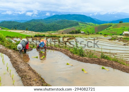 CHIANG MAI, THAILAND - JULY 21, 2014: Farmers planting rice by transplanting rice seedlings on July 21 in Pa Pong Pieng, Mae Chaem, Chiang Mai province, Thailand