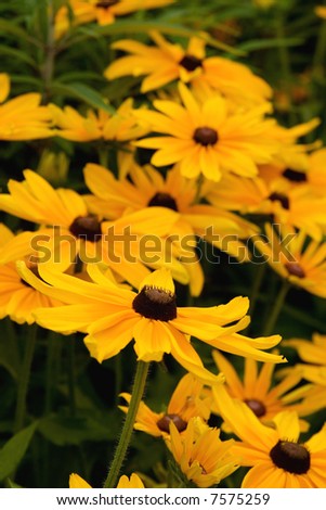 Close up of a black eyed Susan with some more in the background