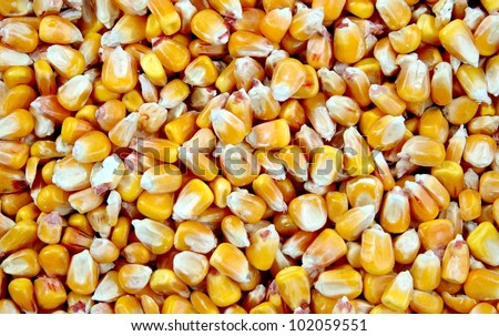 Little yellow Corn / Maize grains at a macro shot
