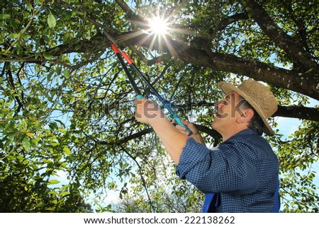 A Gardener doing a tree cut