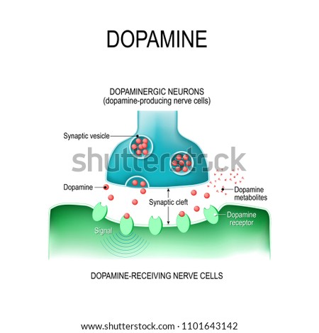 Dopamine. two neurons (dopamine-producing and dopamine-receiving nerve cells),  receptors, and synaptic cleft with dopamine.